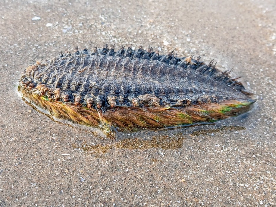 Mysterious 'alien-like' sea creature that can devour prey 3 TIMES its size is found on UK beach