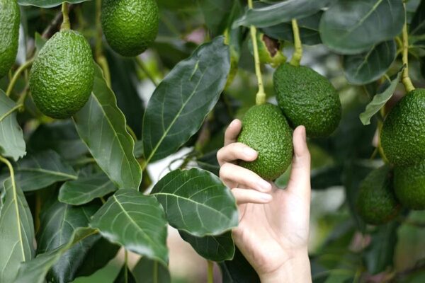 Are avocados healthy, chaya mansa poisonous? Doctor explains Avocados are cultivated in farmlands in the high ranges of Wayanad and Idukki districts of Kerala. Photo: iStock/@jaboo2foto