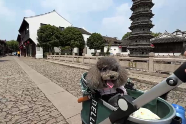 Paws on board: China expands high-speed train access for pets as ownership booms