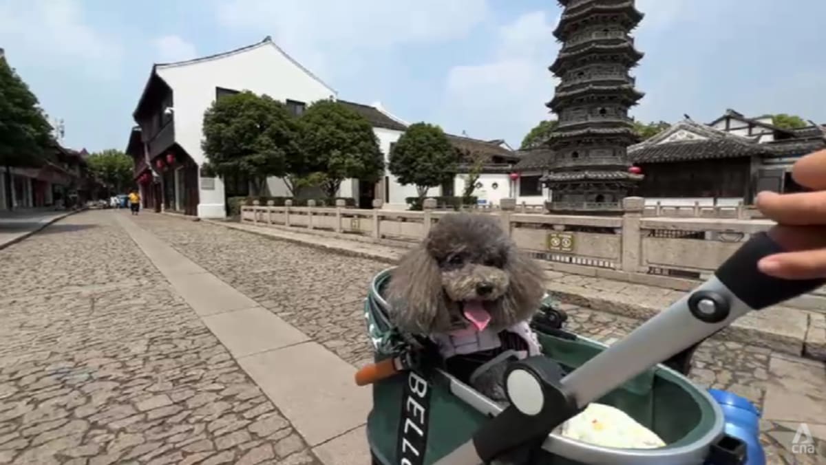 Paws on board: China expands high-speed train access for pets as ownership booms