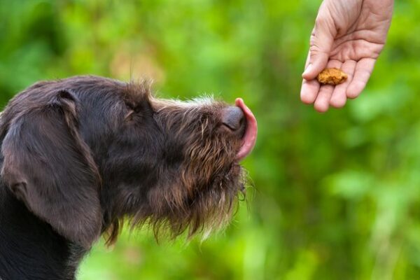 UK's first healthy dog treat vending machine launched in Hanwell