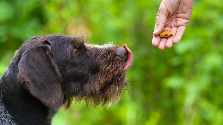 UK's first healthy dog treat vending machine launched in Hanwell