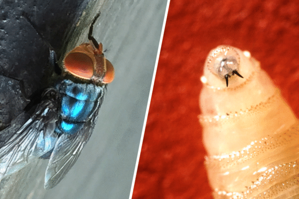 U.S. plans to combat spread of "man-eater" screwworms with $8.5M facility of flies in Texas