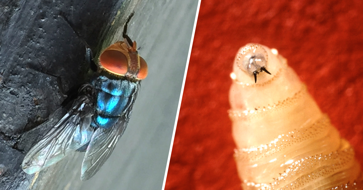 U.S. plans to combat spread of "man-eater" screwworms with $8.5M facility of flies in Texas