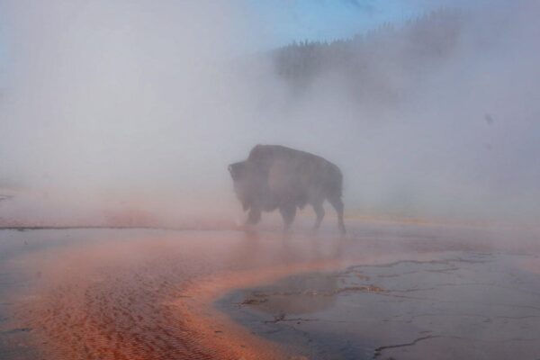 Bison dies after falling into hot spring at Yellowstone National Park in front of visitors: "A front row to nature"