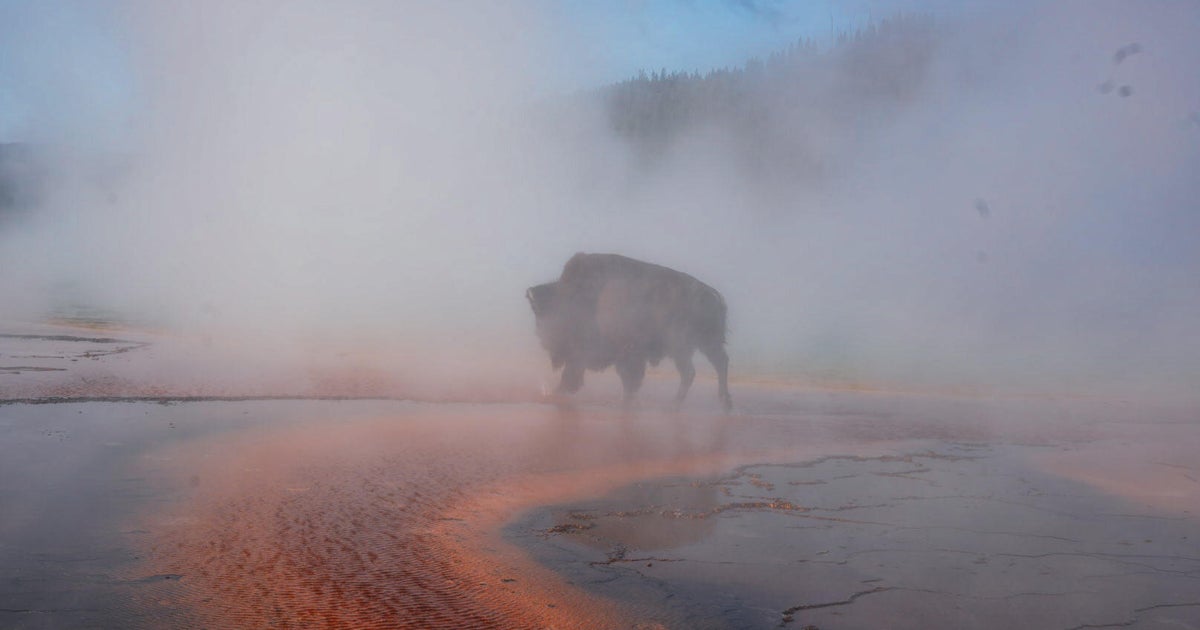 Bison dies after falling into hot spring at Yellowstone National Park in front of visitors: "A front row to nature"