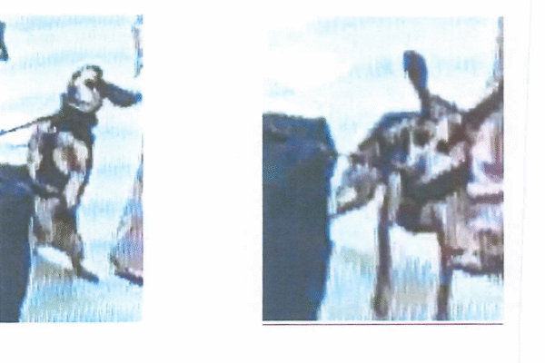 Man accused of kicking K9 at Dulles International Airport so hard "he was lifted off of the ground"