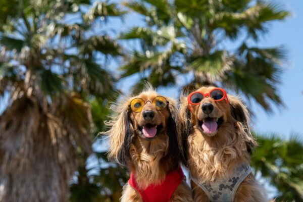 Moving to Portugal with pets in 2025 — idealista/news