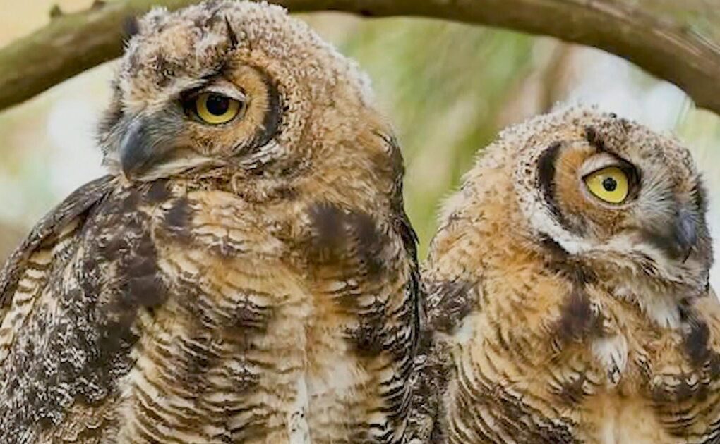 Pair of owls become San Francisco celebrities