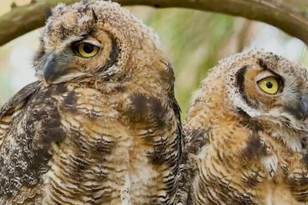 Pair of owls become San Francisco celebrities Pair of owls become San Francisco celebrities