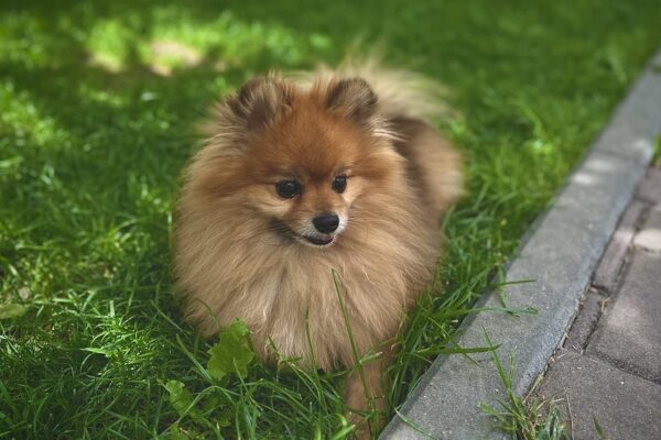 Rules for entering the Republic of Moldova with pets