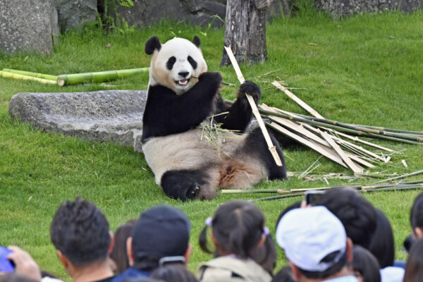 China's "panda diplomacy" in focus as zero moment may come in Japan