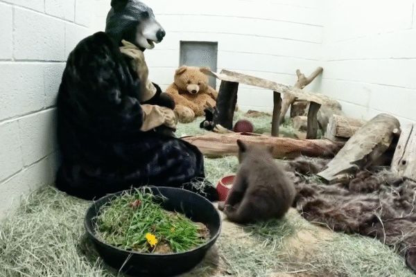 California wildlife caregivers use bear costumes to help orphaned bear cub