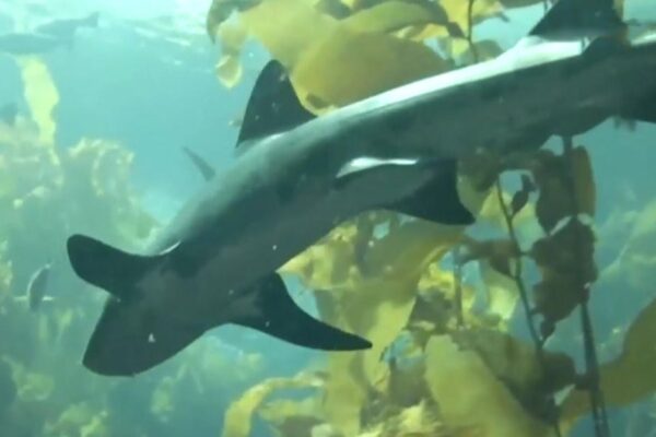 Scientists are trying to change people's minds about sharks