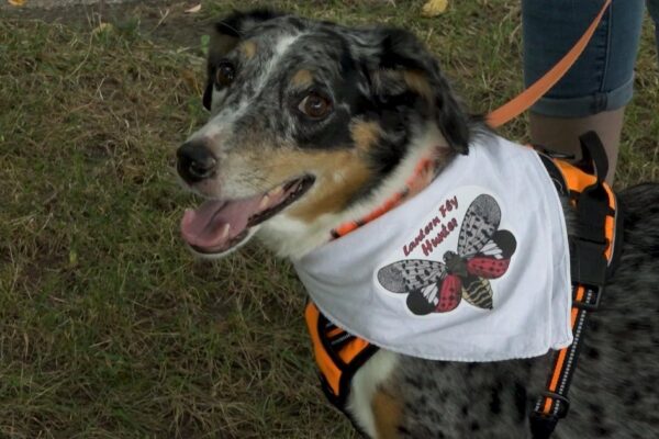 How sniffing dogs are helping get rid of spotted lanternflies