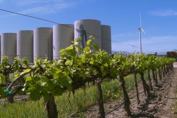 California vineyard uses wind power to make wine