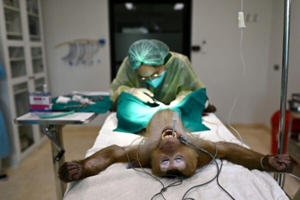 life at a Thai wildlife hospital Yahoo news home