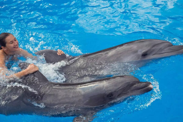 Where to swim with dolphins: 7 ocean-friendly spots in the world