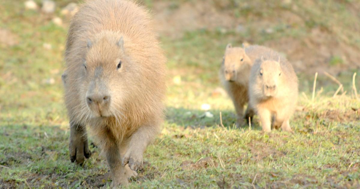 Response to UK's first capybara café leaves mum overwhelmed