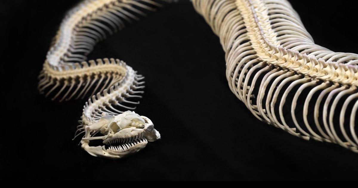 What is the world's oldest snake? Jurassic reptile found in UK