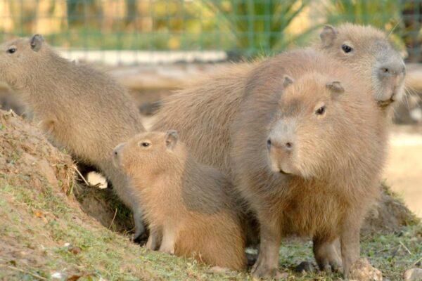 Owner seeks new Norfolk home for UK's first capybara café