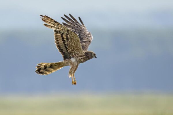 Montagu’s harriers breed for first time in the UK in years