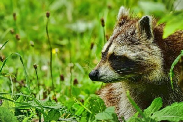 Raccoons could become the UK's next invasive pest threat