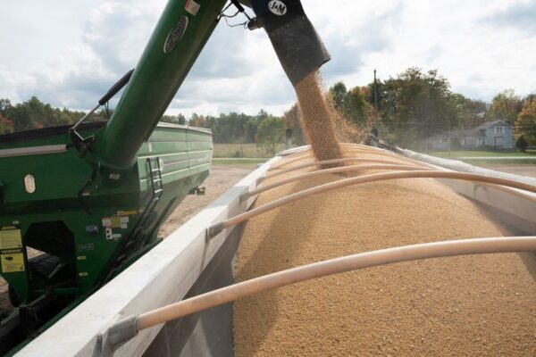 China’s soymeal glut raises demand doubts ahead of US soybean export season China's soymeal glut raises demand doubts ahead of US soybean export season