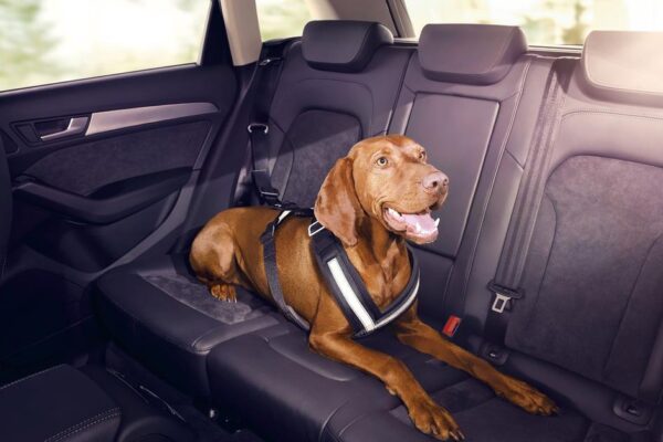 Traveling with pets in the car