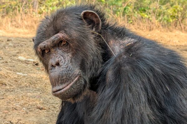 Chimps develop fashion trend by shoving grass in their ears — and in their butts