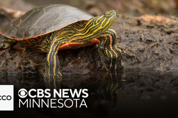 New app helps track turtles for conservation efforts