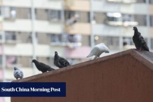 Hong Kong’s feral pigeon population drops 11% in hotspots amid feeding ban