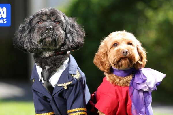 Virgin Australia's plan to allow pets in cabin on domestic flights gets tick from Food Standards