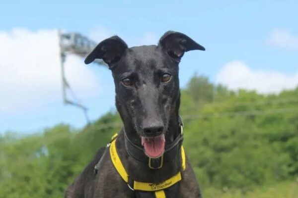 Britain's unluckiest dog still looking for home after being rejected 7 times | UK | News