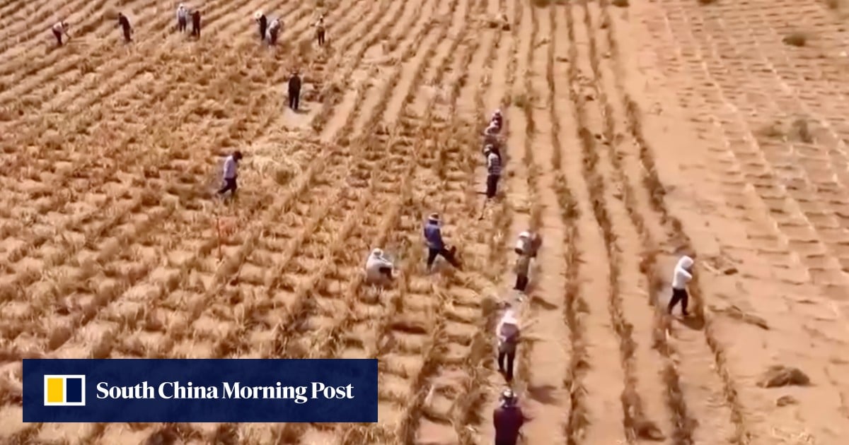 China’s ‘green great wall’ in Inner Mongolia traps 3 more deserts