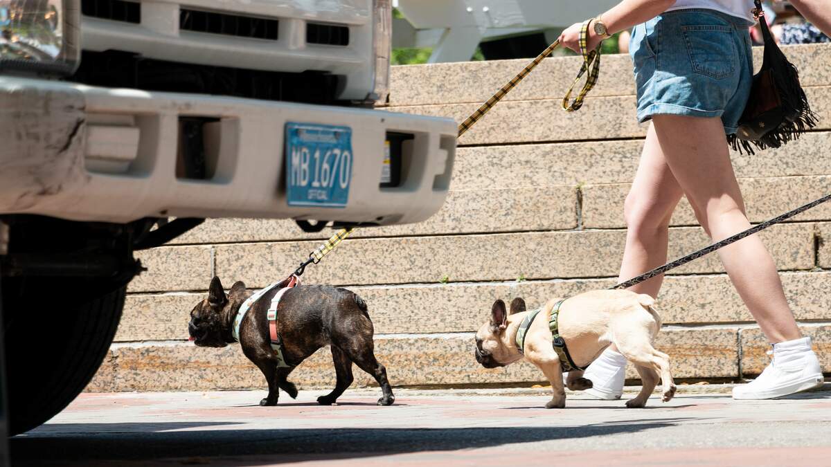 To Travel With Our Pets, Or Not: That Is The Question