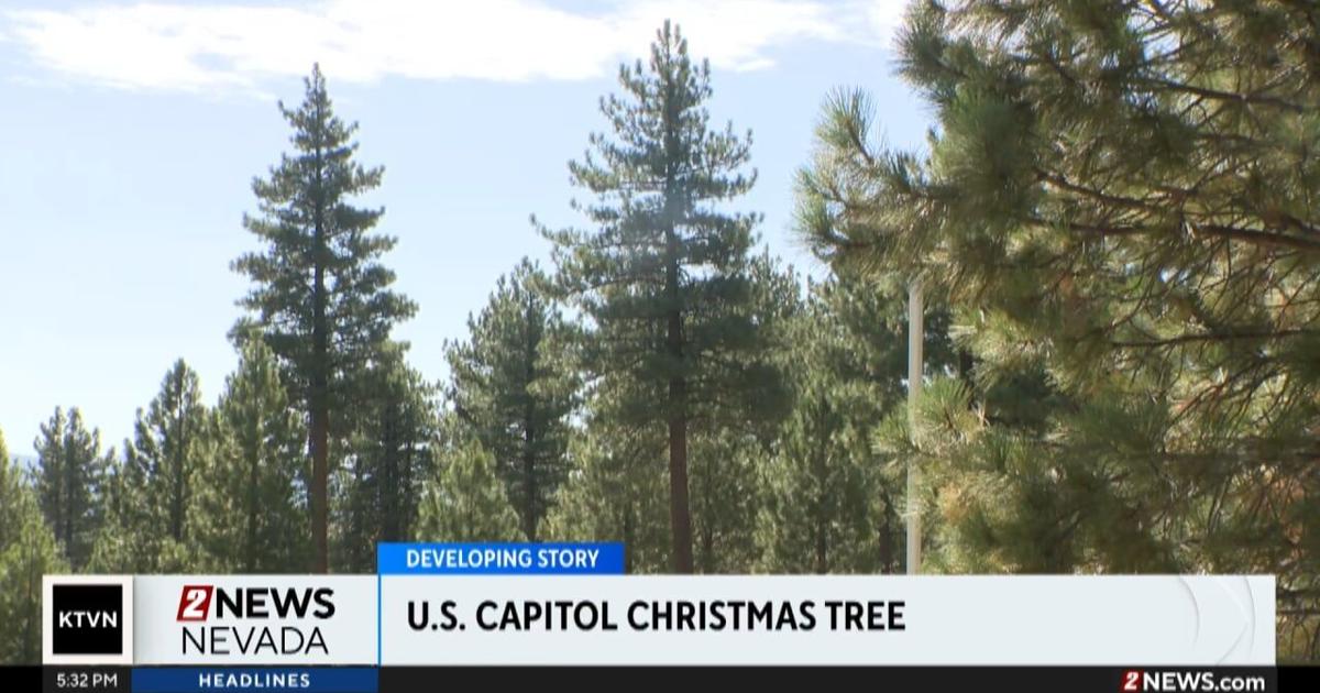 Nevada makes the U.S. Capitol Christmas Tree cut | Local News