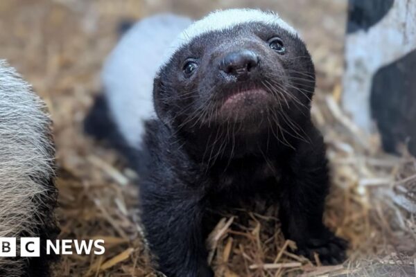 Baby honey badger can be seen at Devon zoo for first time