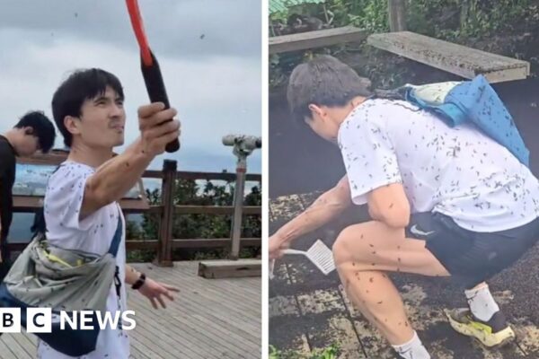 Millions of 'lovebugs' swarm hikers in South Korea