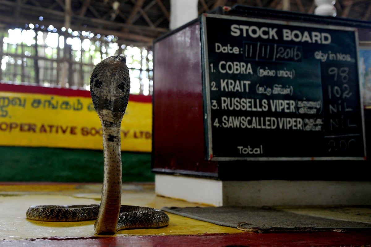 Infant bites cobra to death after it coiled around his hands