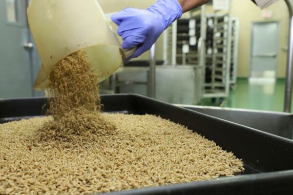 In this Jan. 2024 photo provided by The Panama-United States Commission for the Eradication and Prevention of Cattle Screwworms (COPEG), a worker drops New World screwworm fly larvae into a tray at a facility that breeds sterile flies in Pacora, Panama. (COPEG via AP)