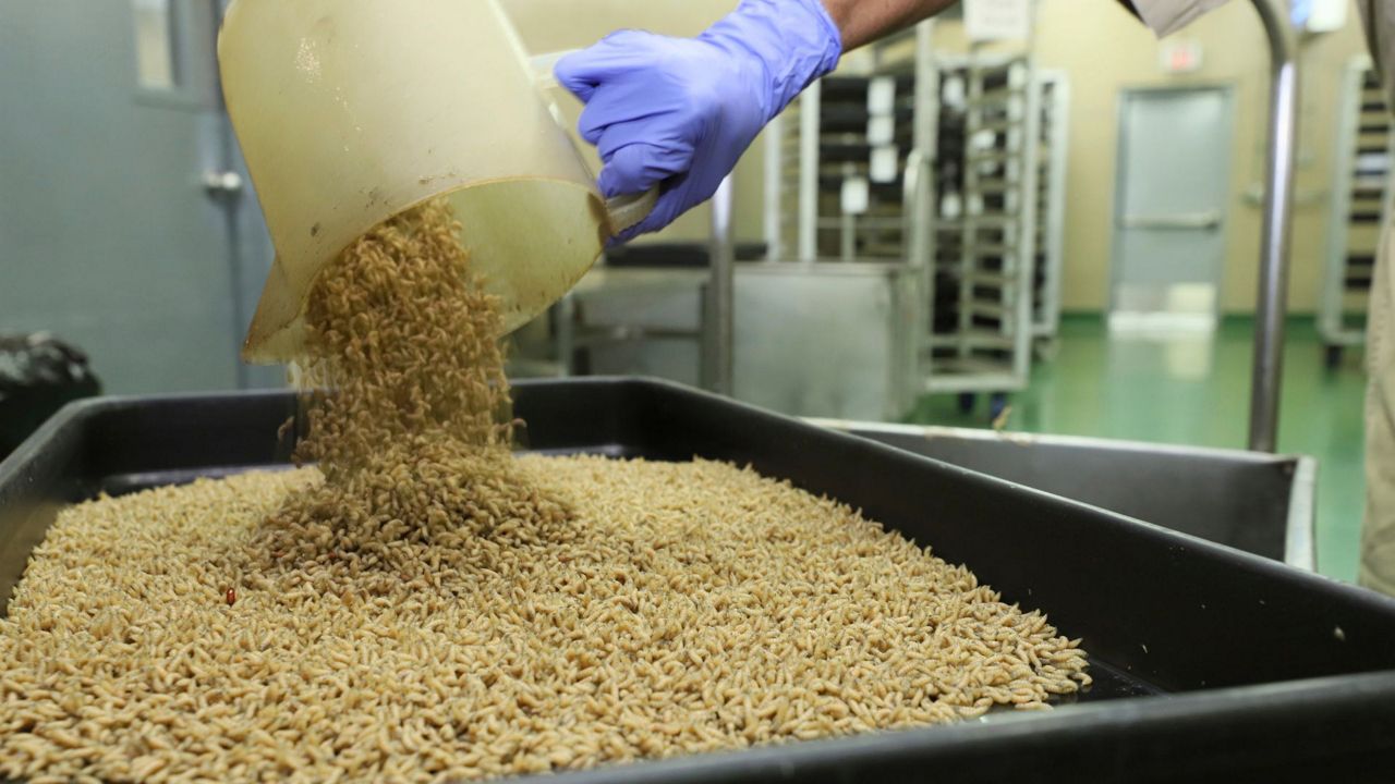 In this Jan. 2024 photo provided by The Panama-United States Commission for the Eradication and Prevention of Cattle Screwworms (COPEG), a worker drops New World screwworm fly larvae into a tray at a facility that breeds sterile flies in Pacora, Panama. (COPEG via AP)
