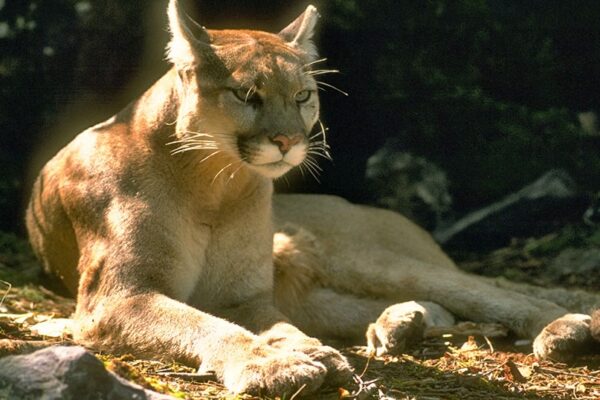 Dad hailed as hero after mountain lion bites 4-year-old in Olympic National Park in Washington state Dad hailed as hero after mountain lion bites 4-year-old in Olympic National Park in Washington state