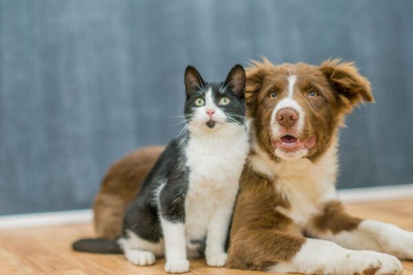 Monsoon-Ready Travel With Pets: Everything You Need To Prepare | Lifestyle News News18