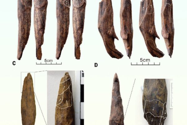 300,000-Year-Old Wooden Tools Discovered in China