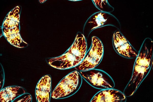 Physics meets fashion as bioluminescent dress debuts at Paris Haute Couture Week – Physics World