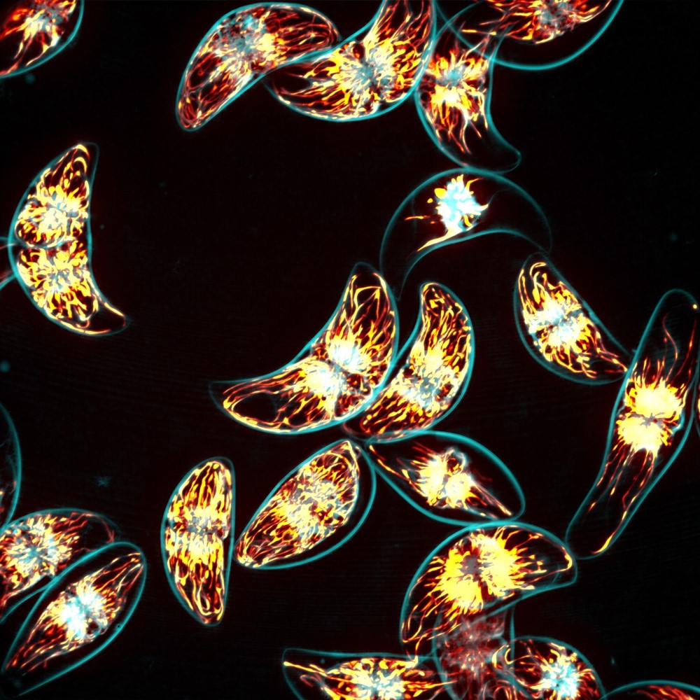 Physics meets fashion as bioluminescent dress debuts at Paris Haute Couture Week – Physics World