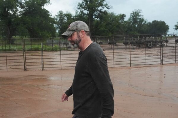 Texas floods endangered livestock and damaged crops. Here's how farmers are dealing with the aftermath of the disaster