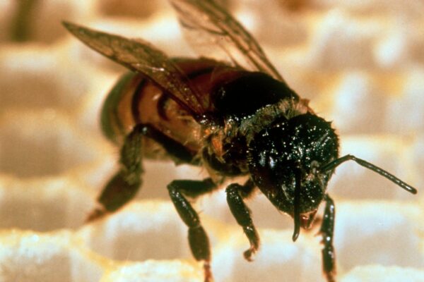 Killer bees prompt response by Alabama officials as invasive swarms spotted across U.S.