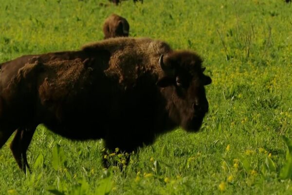 Inside restored grasslands with a bison herd 2 hours west of Chicago